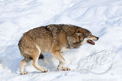 Melbet howling‌ ‌wolves вой‌ ‌волков игровой автомат онлайн калькулятор лесенки