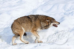 Howling wolves вой волков игровой автомат ставка онлайн Melbet howling wolves вой волков игровой автомат онлайн калькулятор лесенки