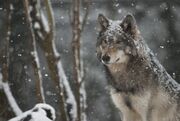Wolf in snow