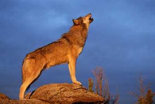 Wolves-howling-at-moon-2