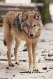 Golden wolf by khevyel-d5vyu6m