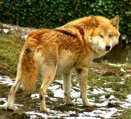 Banja | Wolves of the beyond Wiki | FANDOM powered by Wikia