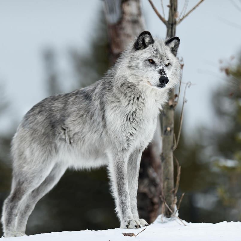 Morag | Wolves of the beyond Wiki | FANDOM powered by Wikia