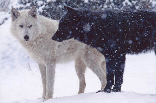 Black-and-white-wolves-915884 500 333-1-