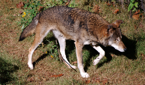 One Eyed Wolf by Rabastan