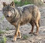 Malachyphotobrindledwolfreallyiberianwolfcanislupusiberiusthisisalongnamewow..