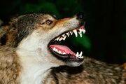 Wolfsnarlingjpegforevermean-lookingwolfabouttofightwolvesaresosososocool.com