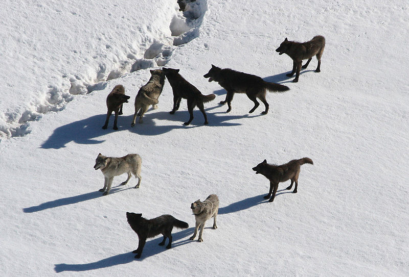 Yellowstone-wolves
