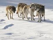 Pack