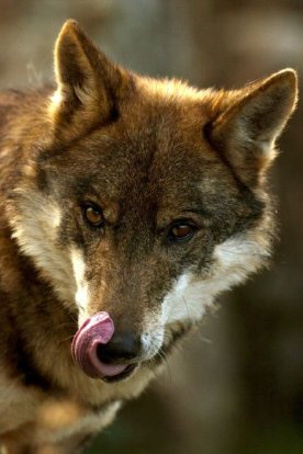 Iberian wolf 1