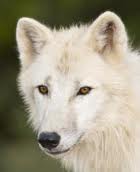 tundra arctic wolf