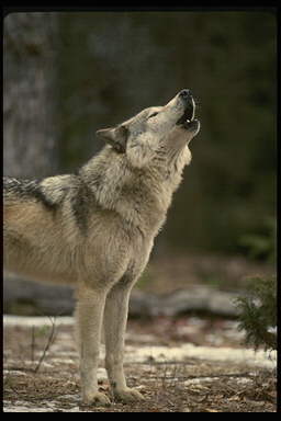 Timberwolf1
