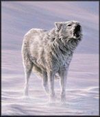 Articwolf