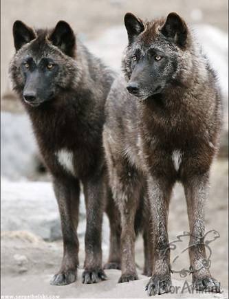 Steppe wolves 2020