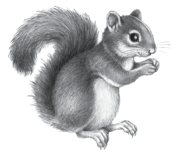 Bild - Illustration Holly 2.png | Woodwalkers Wiki | FANDOM powered by