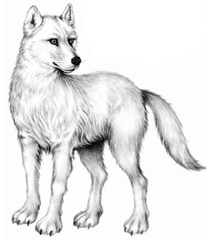 Bild - Illustration Tikaani 1.png | Woodwalkers Wiki | FANDOM powered