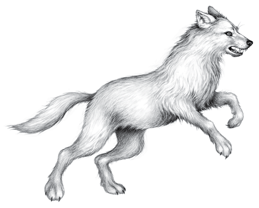 Bild - Illustration Tikaani 2.png | Woodwalkers Wiki | FANDOM powered