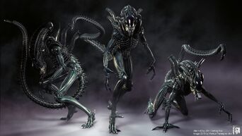 Xenomorph