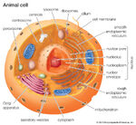 Animal Cell Diagram