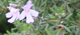 Rosemary detail