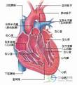 心臟構造圖