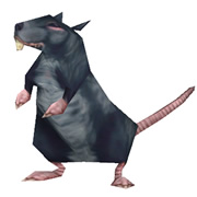 Sewer rat