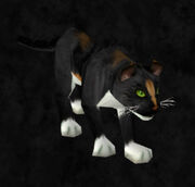 Calico cat