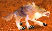 Coyote
