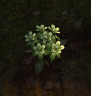 Silkweed
