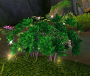 DreamleafBush