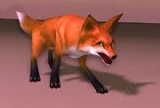 Fox Kit