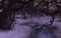 Forest of Shadows