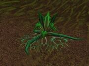 Stranglekelp