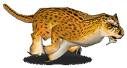 Cheetah2