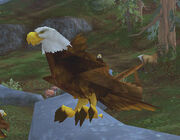 Imperial Eagle