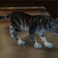 Cat Carrier Black Tabby Wowwiki Fandom