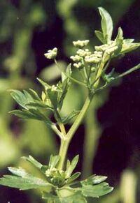 Apium graveolens