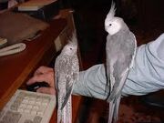 Cockatiels