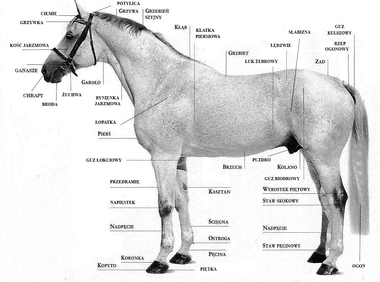 Anatomia Konia Wszystko O Koniach Wikia Fandom