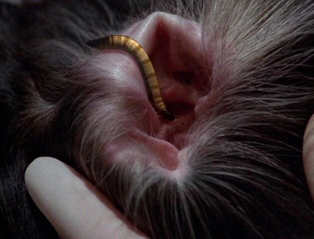 File:Parasitic ice worm in dog's ear.jpg