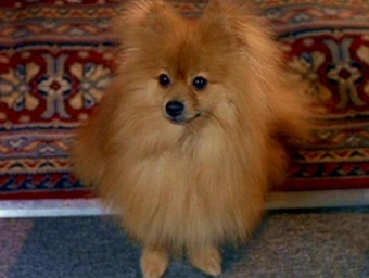 Queequeg X Files Wiki Fandom