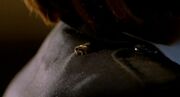 Bee on Dana Scully's jacket