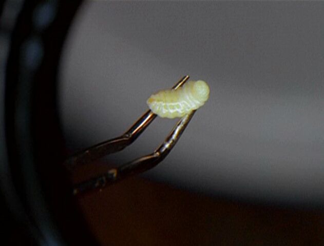 File:Bee larva.jpg