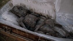 Mammalian corpse