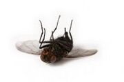 Fly