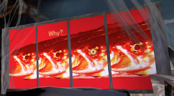 WhyFish