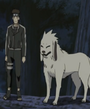 Kiba1