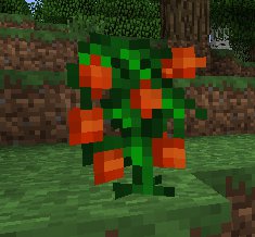TomatoBush