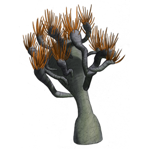 SPC PLANT006 300x300