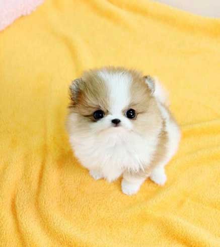 where can i find a teacup pomeranian where can i find a teacup pomeranian goldenacresdogs where can i find a teacup pomeranian where can i find a teacup pomeranian goldenacresdogs